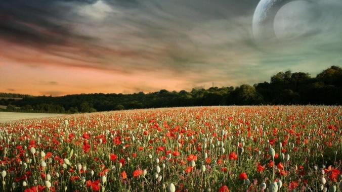 有哪些观赏鱼是迄今为止确定最容易养最不容易死的？